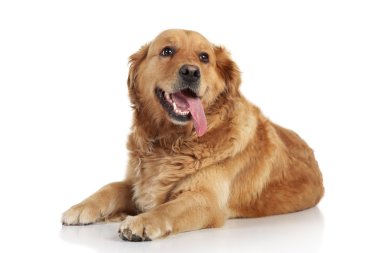 Golden Retriever on white background clipart