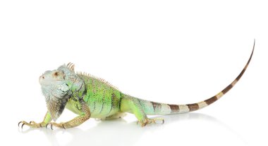 Green Iguana portrait clipart
