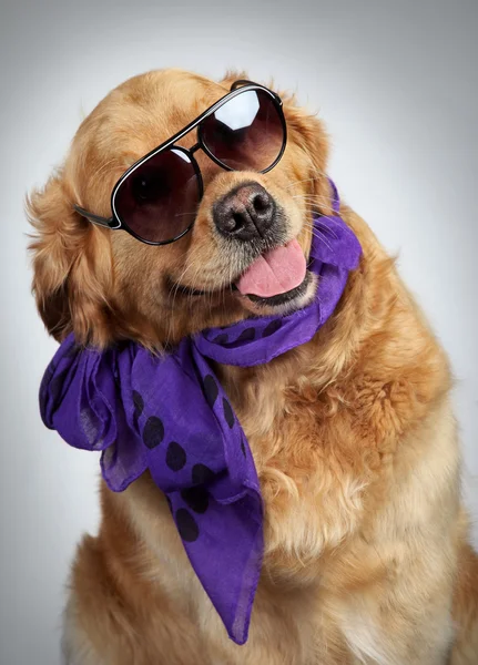 Golden Retriever mit Sonnenbrille — Stockfoto