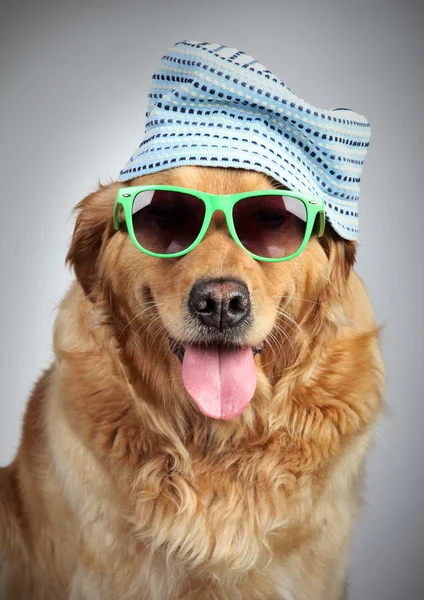 Золотой ретривер в кепке и солнцезащитных очках — стоковое фото