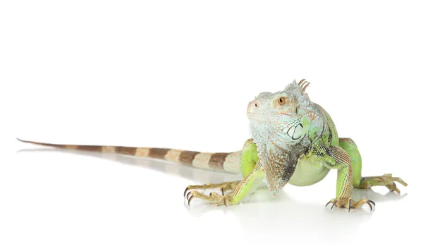 stock image Green Iguana portrait