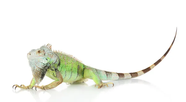 Retrato de iguana verde — Foto de Stock