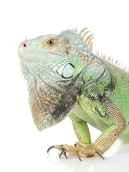 Ritratto Iguana verde — Foto Stock