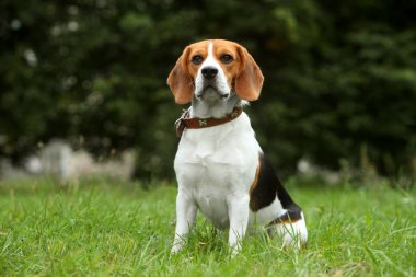 Beagle yavru çimenlerin üzerinde