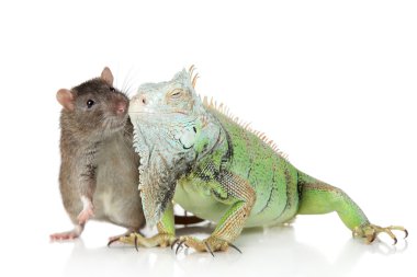 Iguana with rat together on a white background clipart