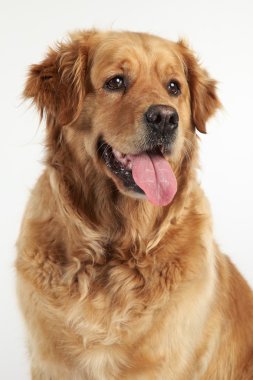 Golden Retriever portrait on white background clipart