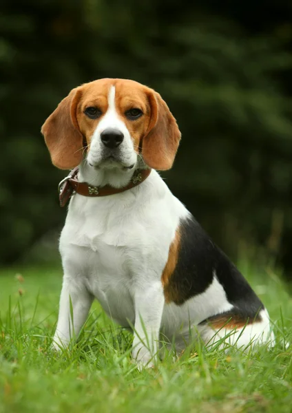 Beagle cachorro en la hierba — Foto de Stock