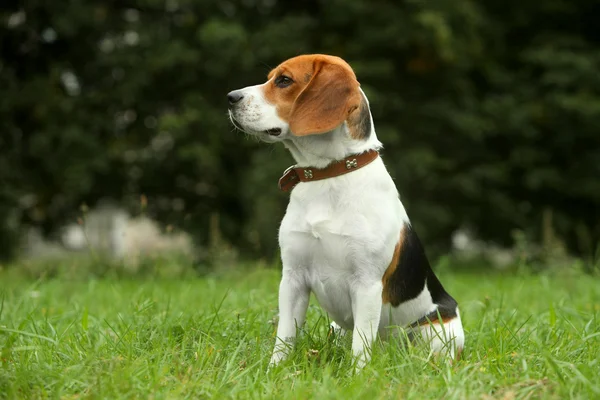 Beagle pup op gras — Stockfoto