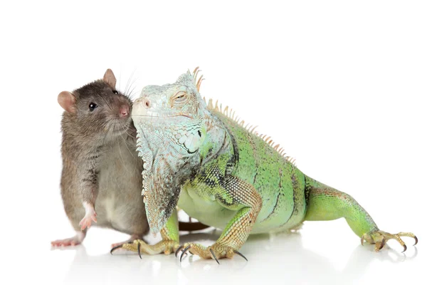 Beyaz bir arka plan üzerinde birlikte fare ile iguana — Stok fotoğraf