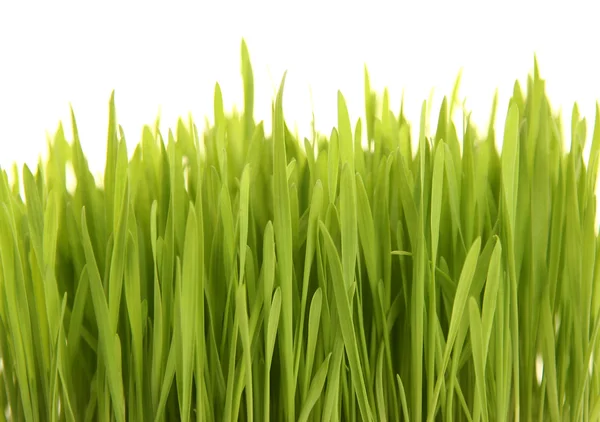 明るい草 — ストック写真