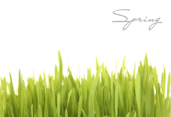 Bright grass — Stock Photo, Image