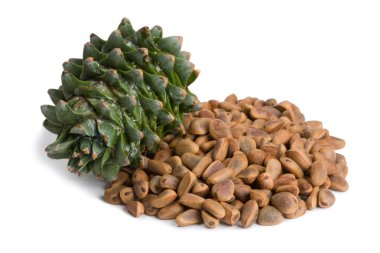 Korean pine cone and nuts clipart