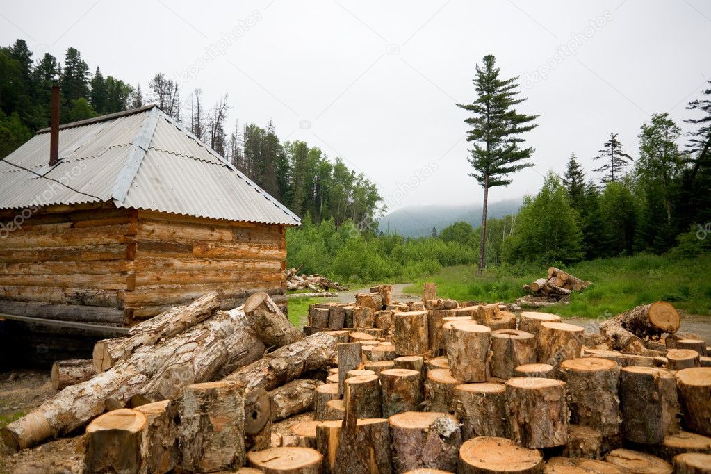 Wooden house in a coniferous forest.