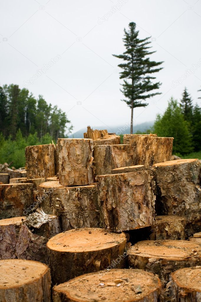 Wood sawn log