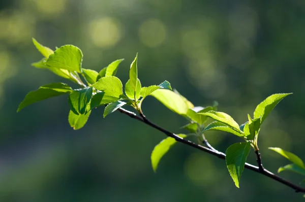 stock image FRESH LEAVES IN SPRING