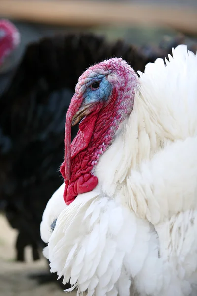 White turkey — Stock Photo, Image