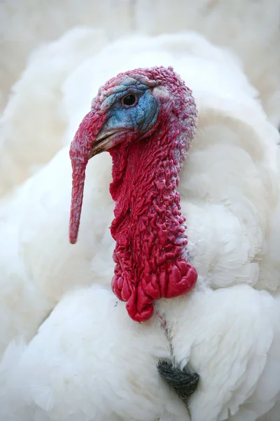 White turkey portrait — Stock Photo, Image