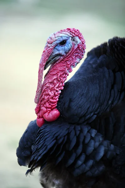Black turkey portrait — Stock Photo, Image