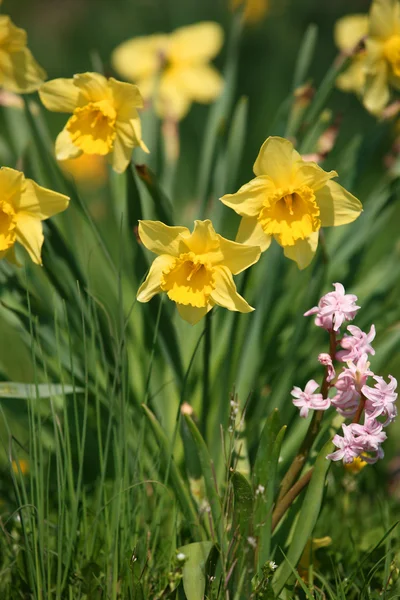 Group of daffodils — Stock Photo, Image