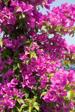 Pembe çiçek açan bougainville