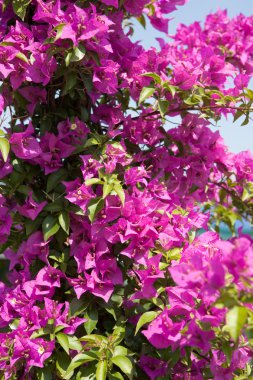 Pink blooming bougainville clipart