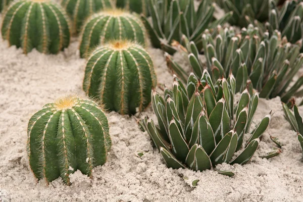 Mängd olika kaktusar som växer i sand — Stockfoto