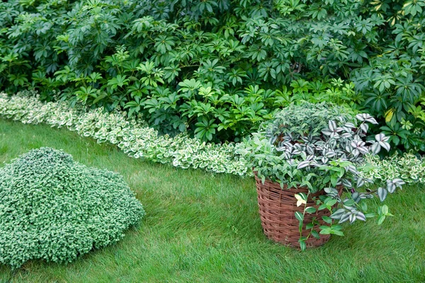 Plantas no jardim plantadas em uma cesta — Fotografia de Stock