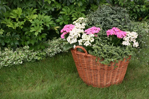 Bloemen in de tuin geplant in een mand — Stockfoto