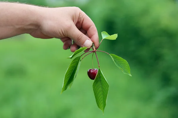 stock image Cherry branch