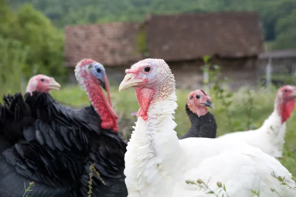 Turkey farm — Stock Photo, Image