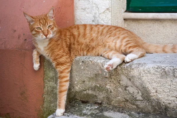 stock image Orange cat