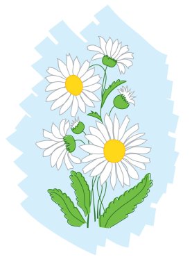 Vector white flowers on blue background clipart