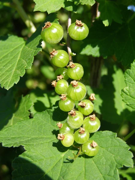 Unripe green berries in the garden — Stock Photo, Image