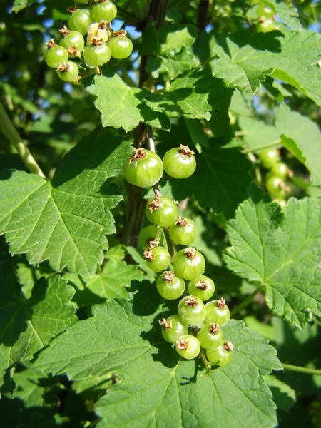 Unripe berries in the garden — Stock Photo, Image