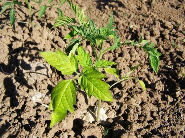 Green plant of tomato — Stock Photo, Image