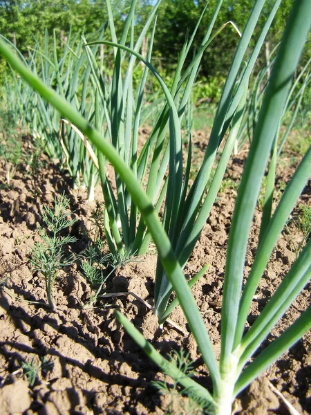 Green onion in the spring garden — Stock Photo, Image
