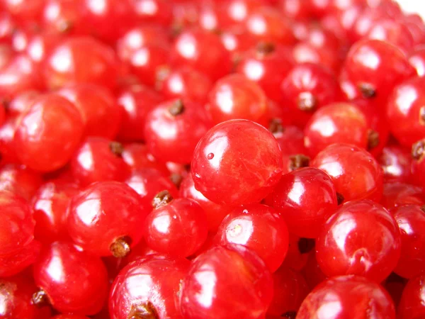 红色浆果-成熟的红醋栗关闭 — 图库照片