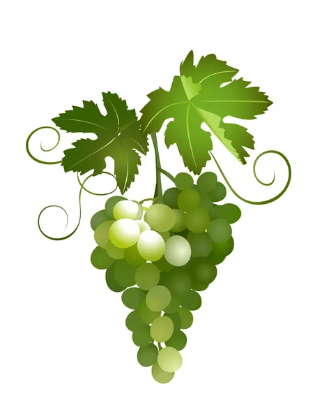 Green grapes - vector illustration — Stock Vector