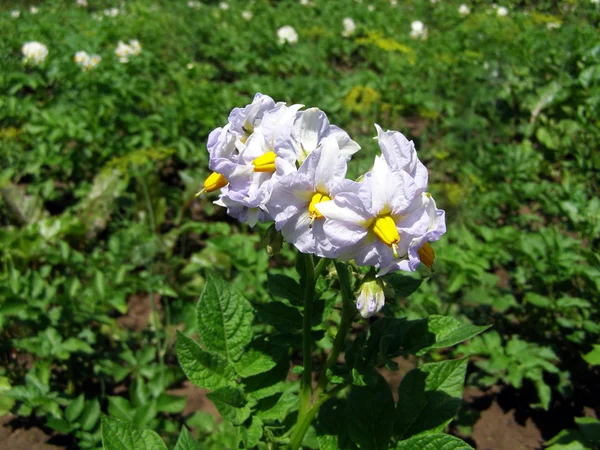 Fleurs de pommes de terre dans le jardin — Photo