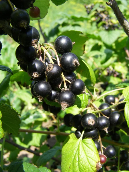 Zweig der schwarzen Johannisbeere mit reifen Beeren — Stockfoto