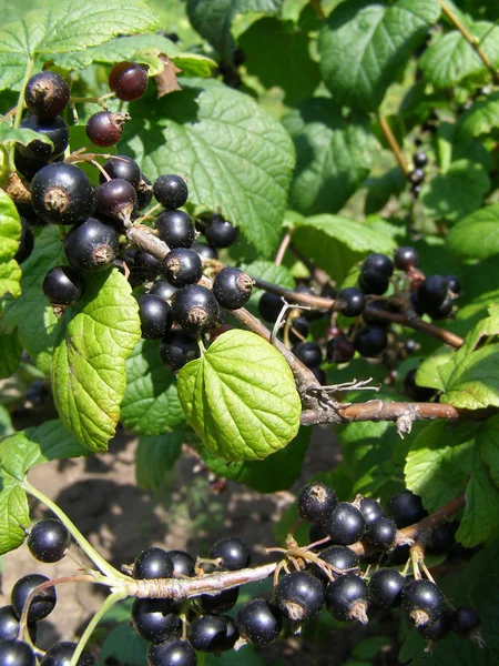 Blackcurrant olgun meyveler — Stok fotoğraf