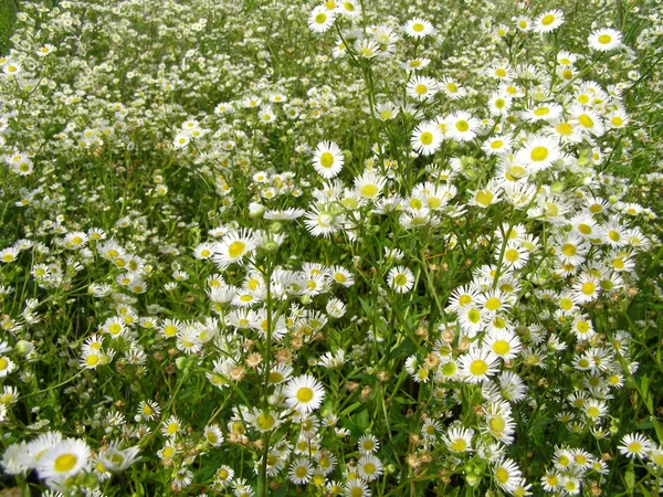 Pradera de verano con las flores blancas —  Fotos de Stock