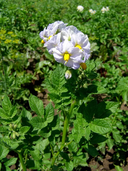 Planten - aardappel bloesems in de tuin — Stockfoto
