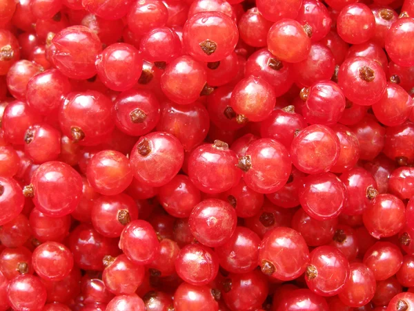 Красная смородина - сладкие и кислые ягоды близко — стоковое фото