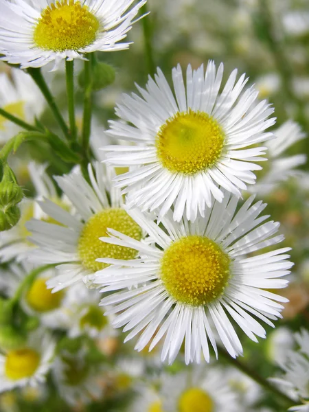 Flores blancas de verano - de cerca —  Fotos de Stock