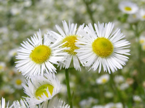 Flores blancas en el prado - de cerca —  Fotos de Stock