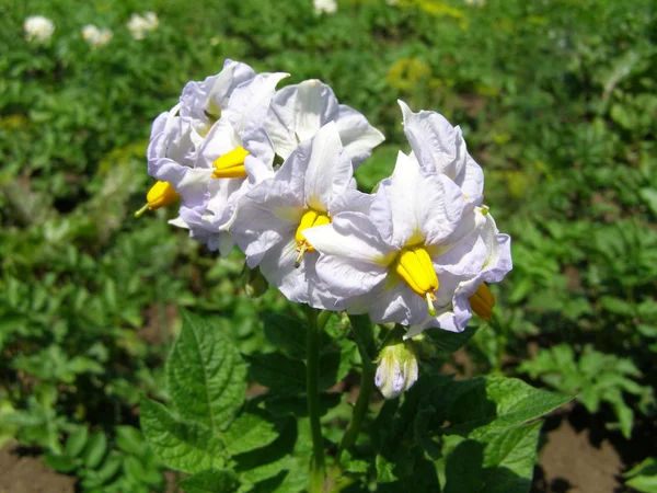 Witte bloemen van aardappel - close-up — Stockfoto