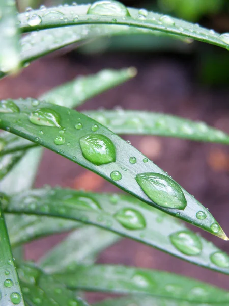 Gotas nas folhas verdes — Fotografia de Stock