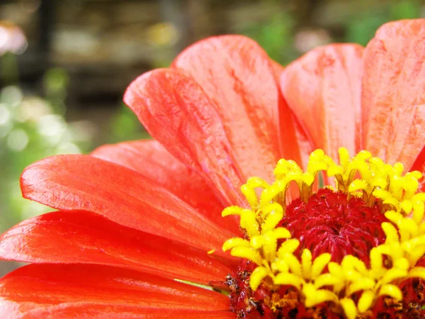 정원에서 꽃-백 일초- — 스톡 사진