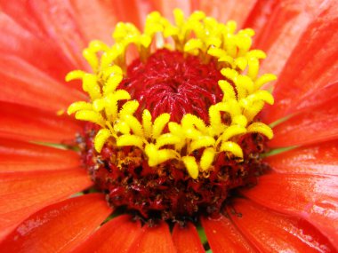 Zinnia - red flower close up clipart